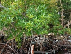 Mangrove, penyeimbang keanekaragaman hayati dan upaya mitigasi bencana