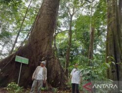 Melestarikan pohon-pohon “raksasa” di Hutan Hujan Tropis Kahung Kalsel